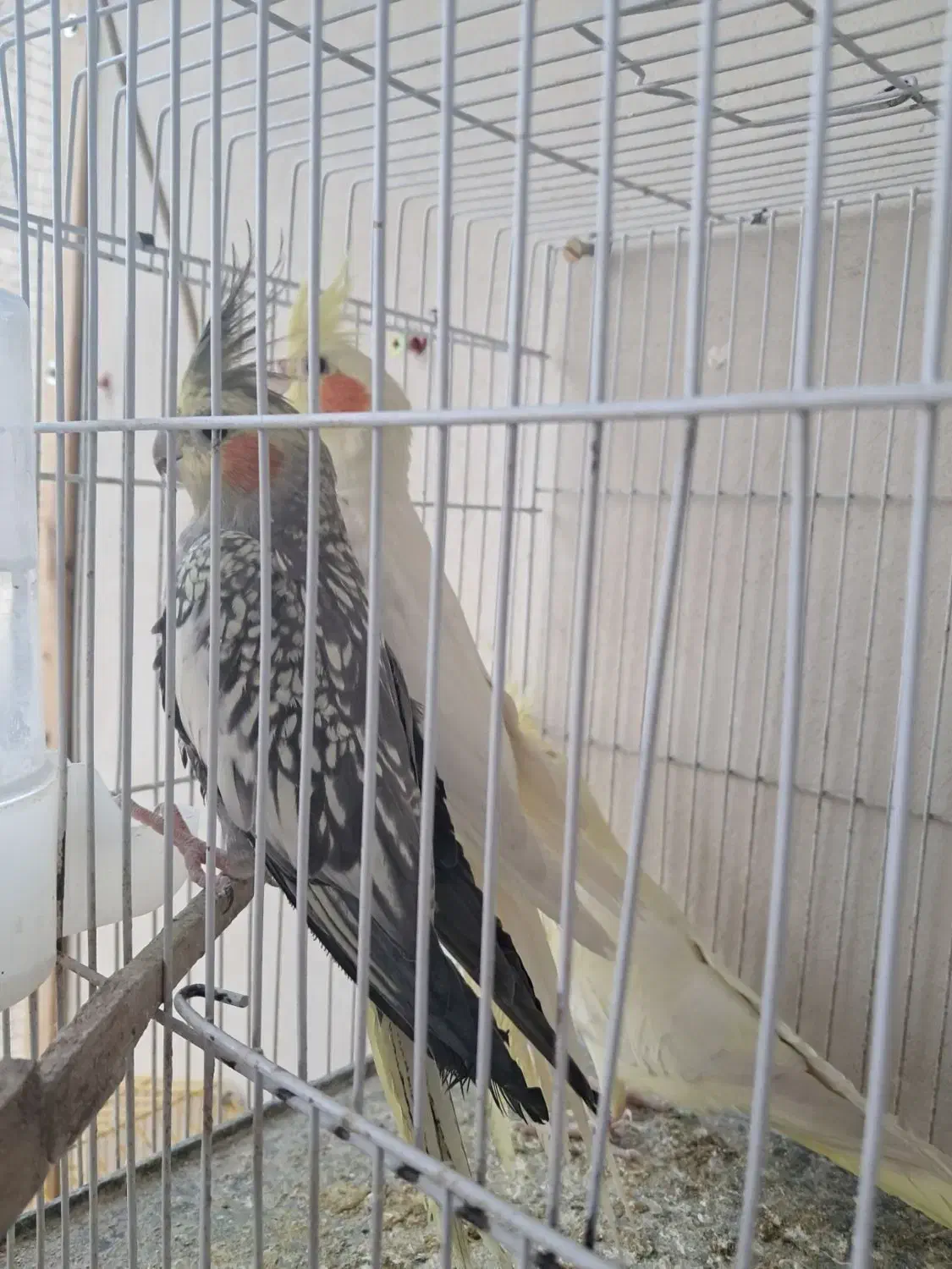 عروس هلندی|پرنده|درگز, |دیوار