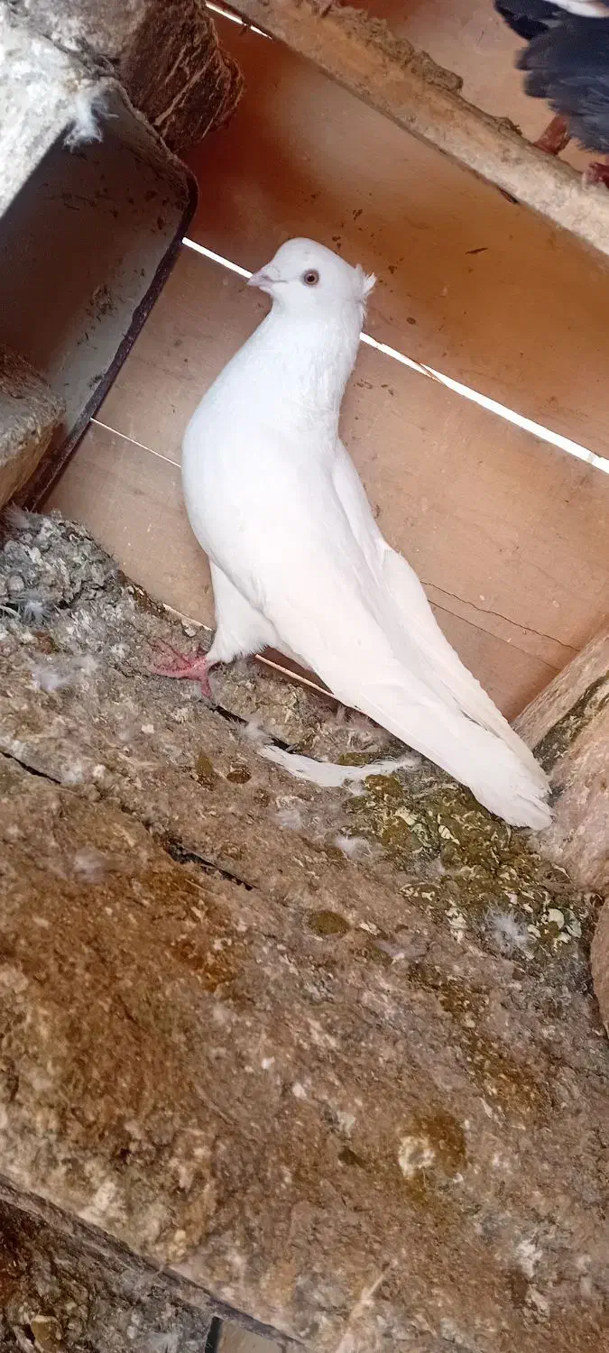 کفتر|پرنده|تبریز, |دیوار