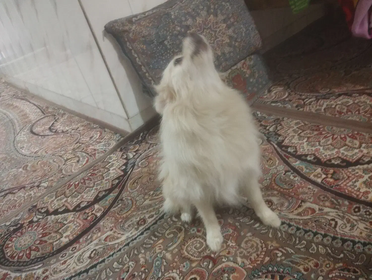 سگ خونگی|سگ|قم, علی آباد|دیوار