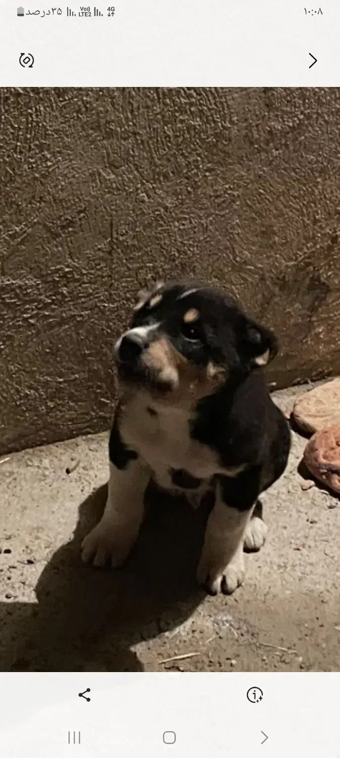 دوتا سگ|سگ|شیروان (خراسان), |دیوار