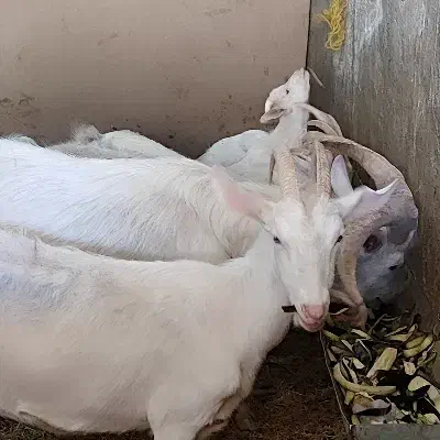 بز و بز غاله نژاد اصلی س ا ن ن|حیوانات مزرعه|بروجرد, |دیوار