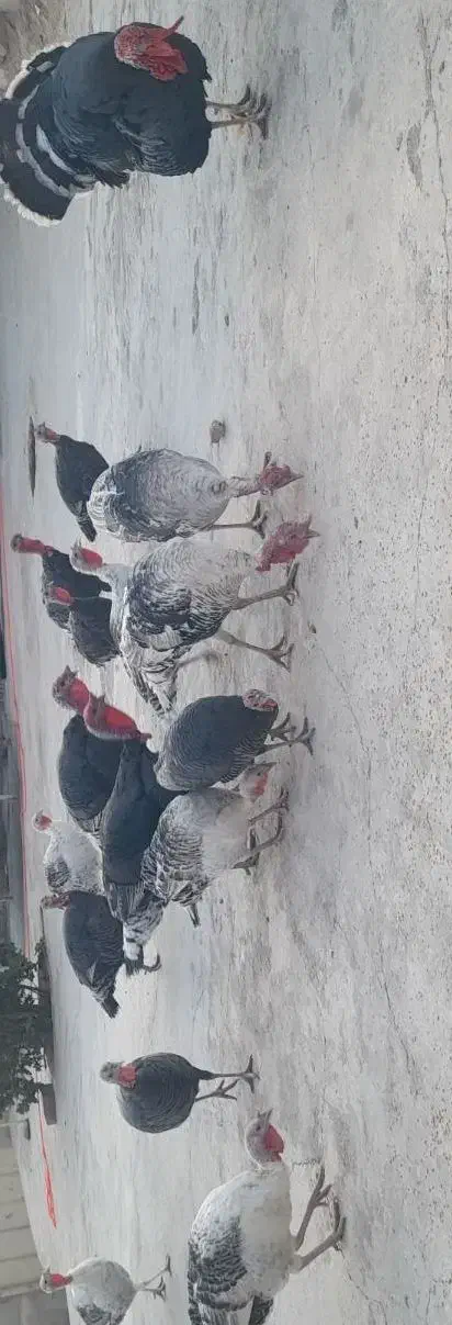 ۱۰عددبوقلمون دونه ای ۳میلیون|حیوانات مزرعه|ایذه, |دیوار