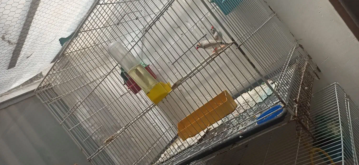 فنج|اسباب‌بازی بچه|مشهد, کوشش|دیوار