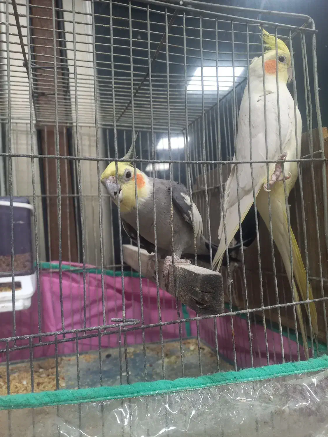 عروس هلندی|پرنده|اردبیل, |دیوار