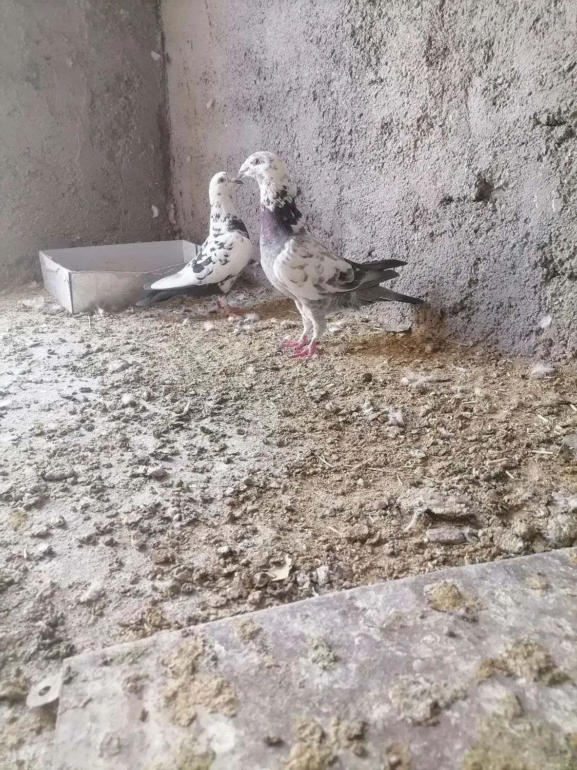 کبوتر کفتر|پرنده|رشتخوار, |دیوار