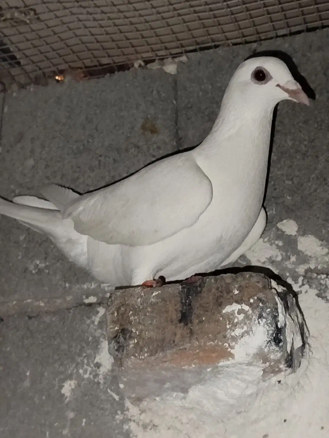 فروش کبوتر ماده|پرنده|جهرم, |دیوار