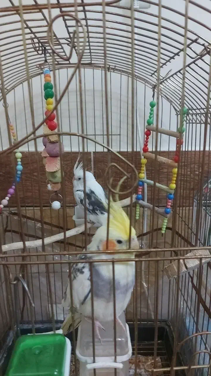 عروس هلندی هر دونر هستن سالم|پرنده|لالجین, |دیوار