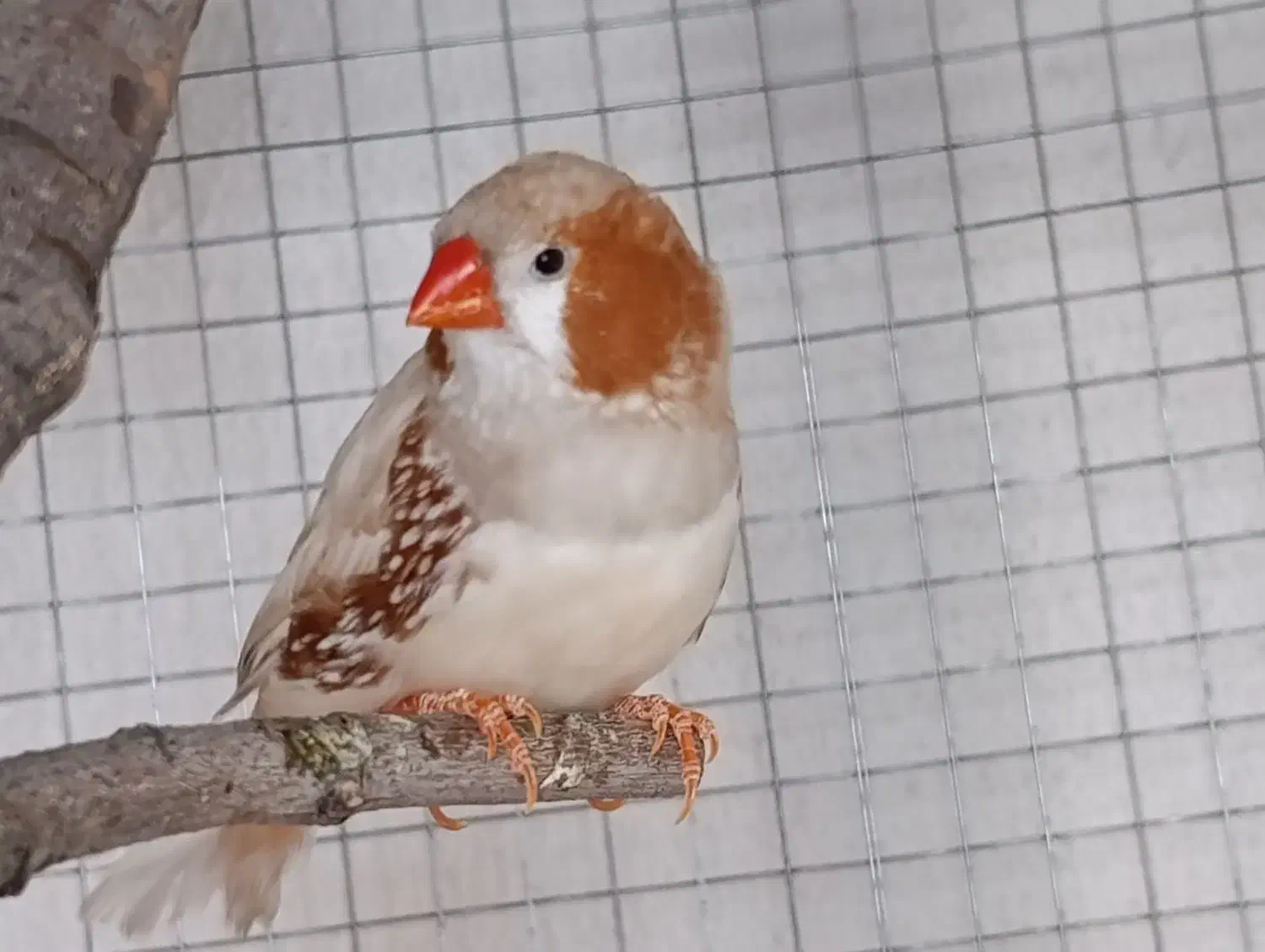 فروش چند جفت فنچ|پرنده|نورآباد ممسنی, |دیوار