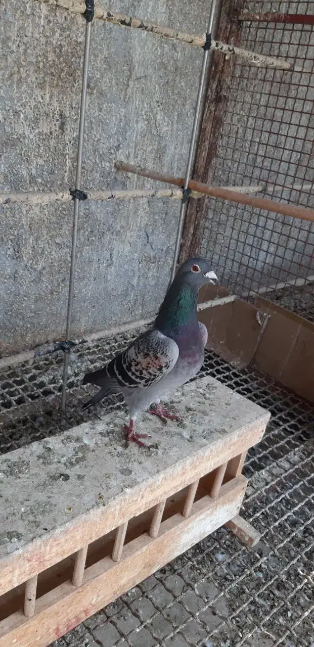 کبوتر گم شده نر پولکی یه شاپر سفید داره|حیوانات|زابل, |دیوار