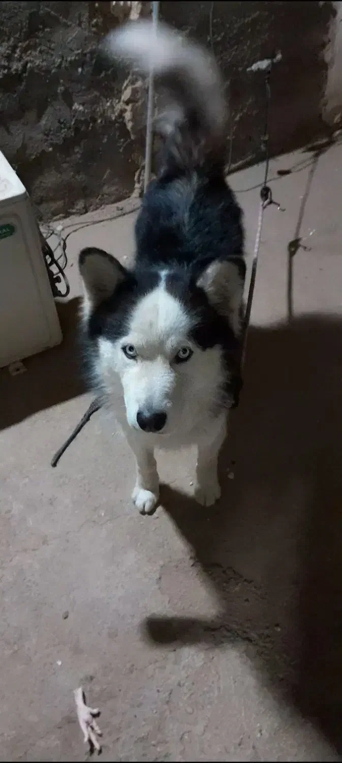 سگ هاسکی نر|سگ|قم, چهل اختران|دیوار