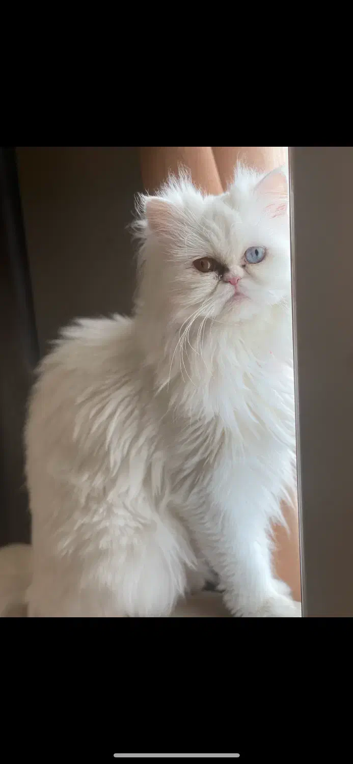 گربه پرشین فلت|گربه|بابل, |دیوار