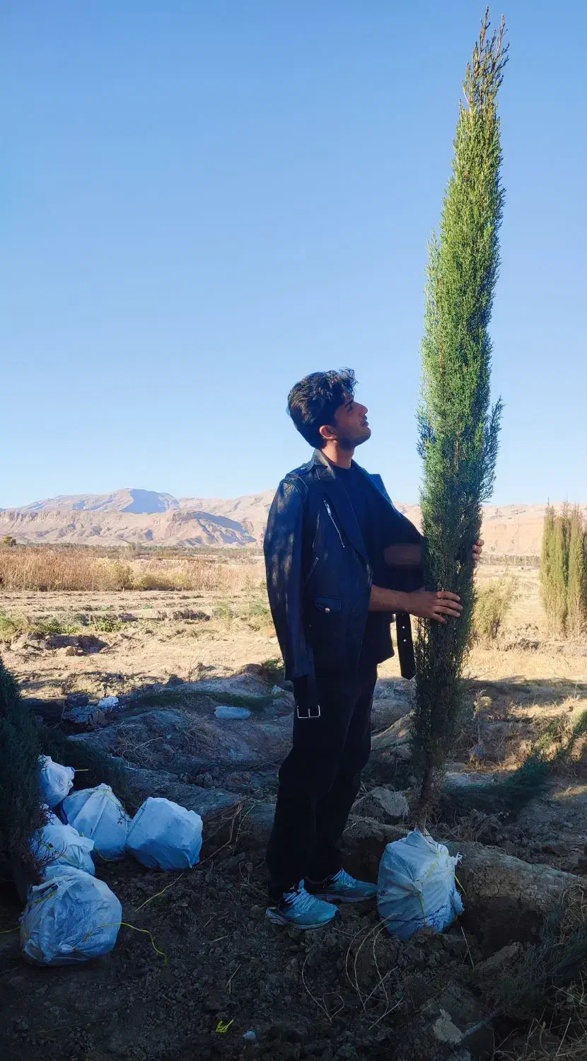 فروش سرو درجه یک ناز شیراز اصل|گل و گیاه طبیعی|تهران, جوادیه تهرانپارس|دیوار