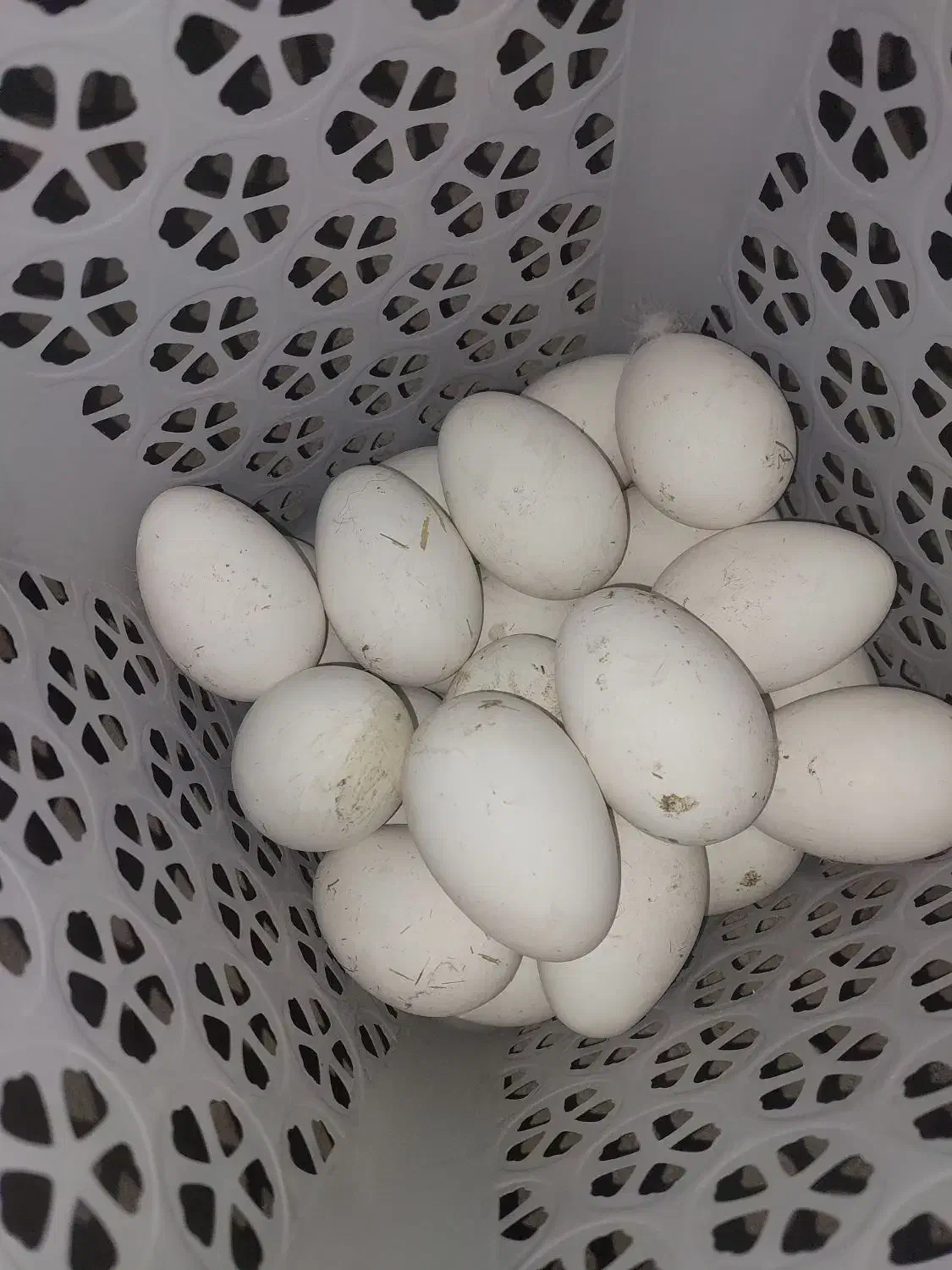 تخم غازمحلی|حیوانات مزرعه|اردبیل, |دیوار