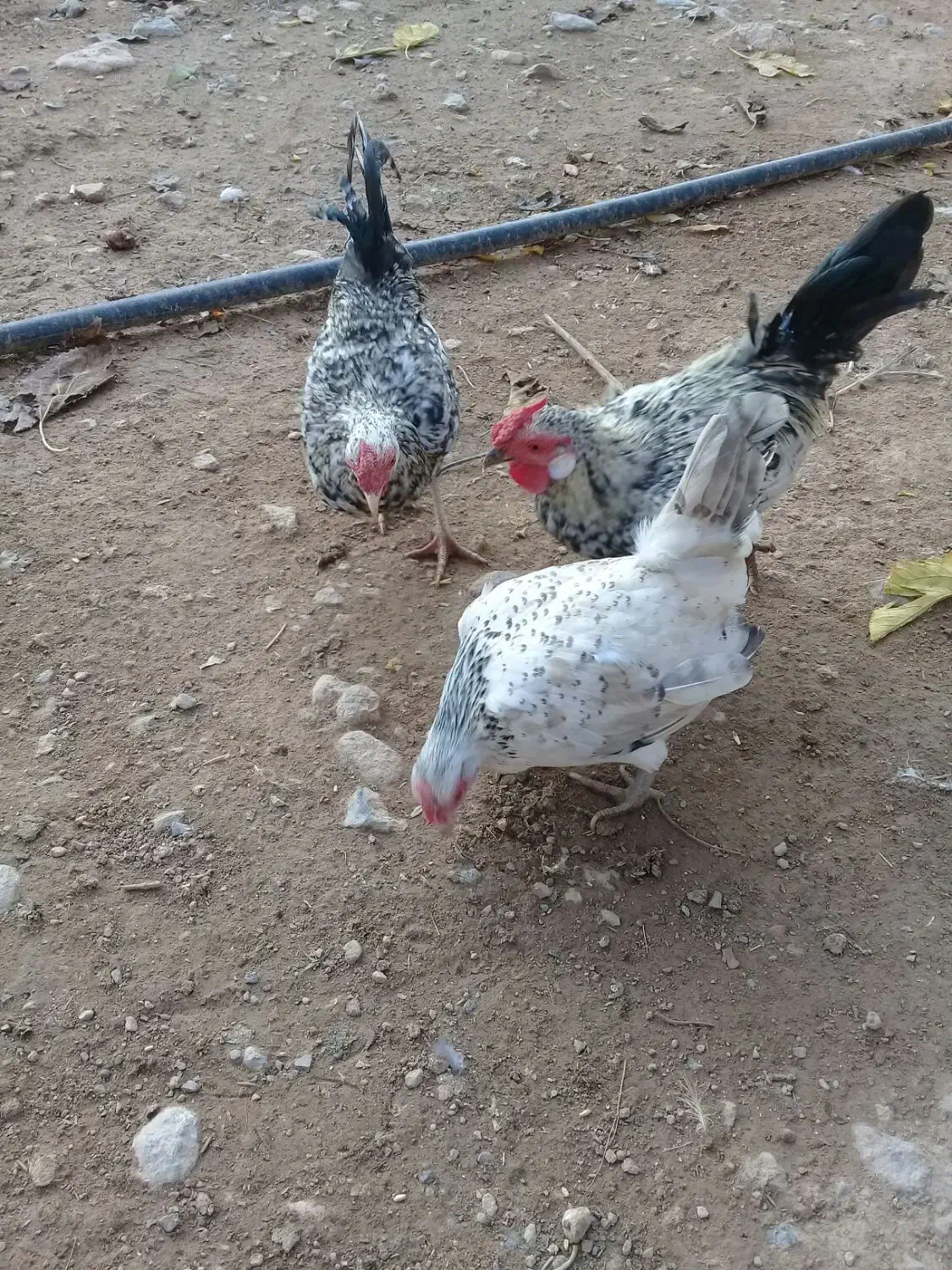 مرغ خروس مینیاتوری|حیوانات مزرعه|چگنی, |دیوار