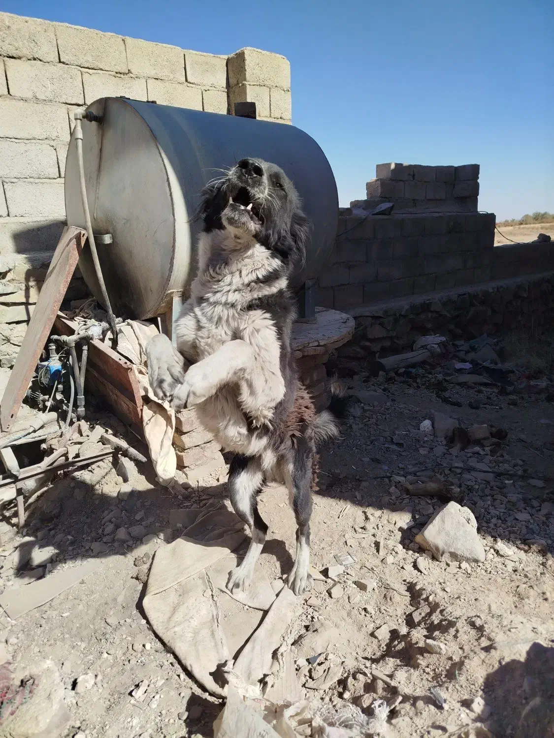 گچ قدرجونی ۱ساله شده|سگ|بیرجند, |دیوار