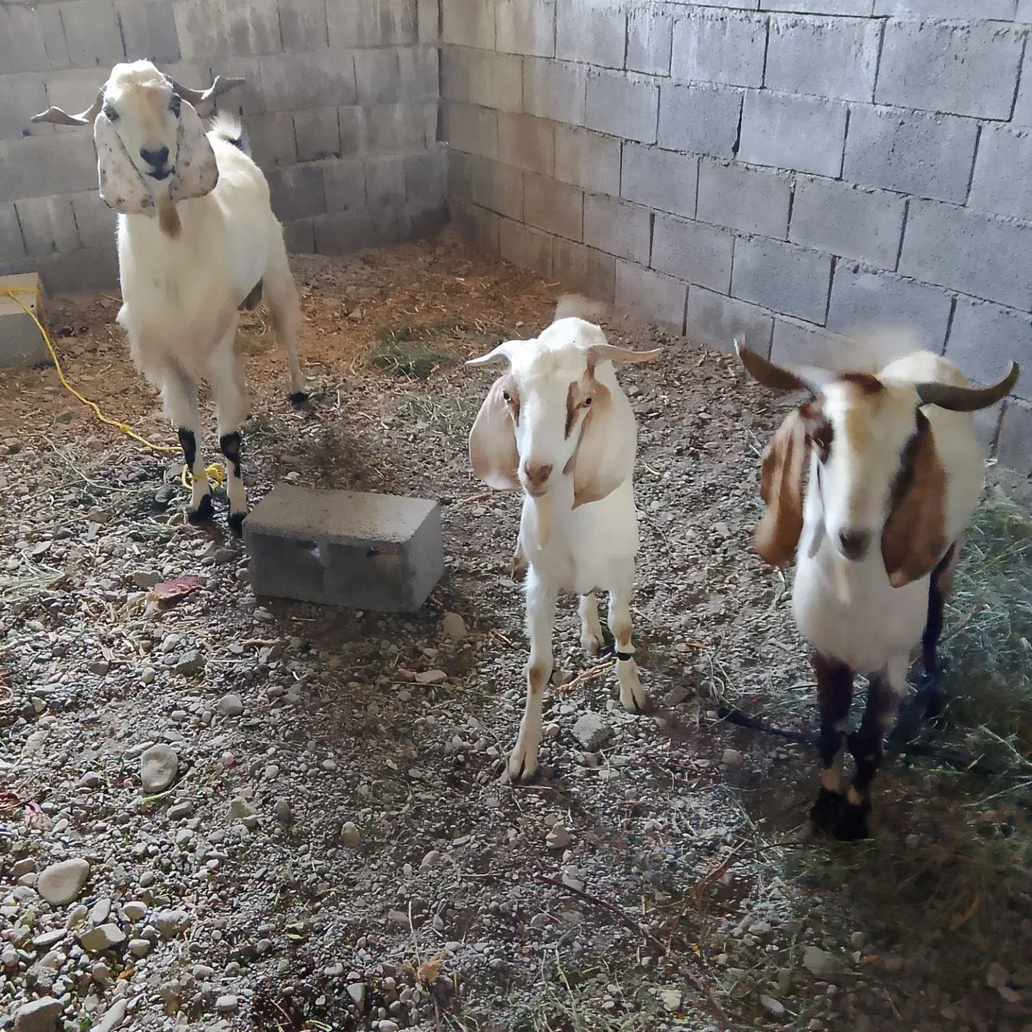 نسل سه دنگی|حیوانات مزرعه|توکهور, |دیوار