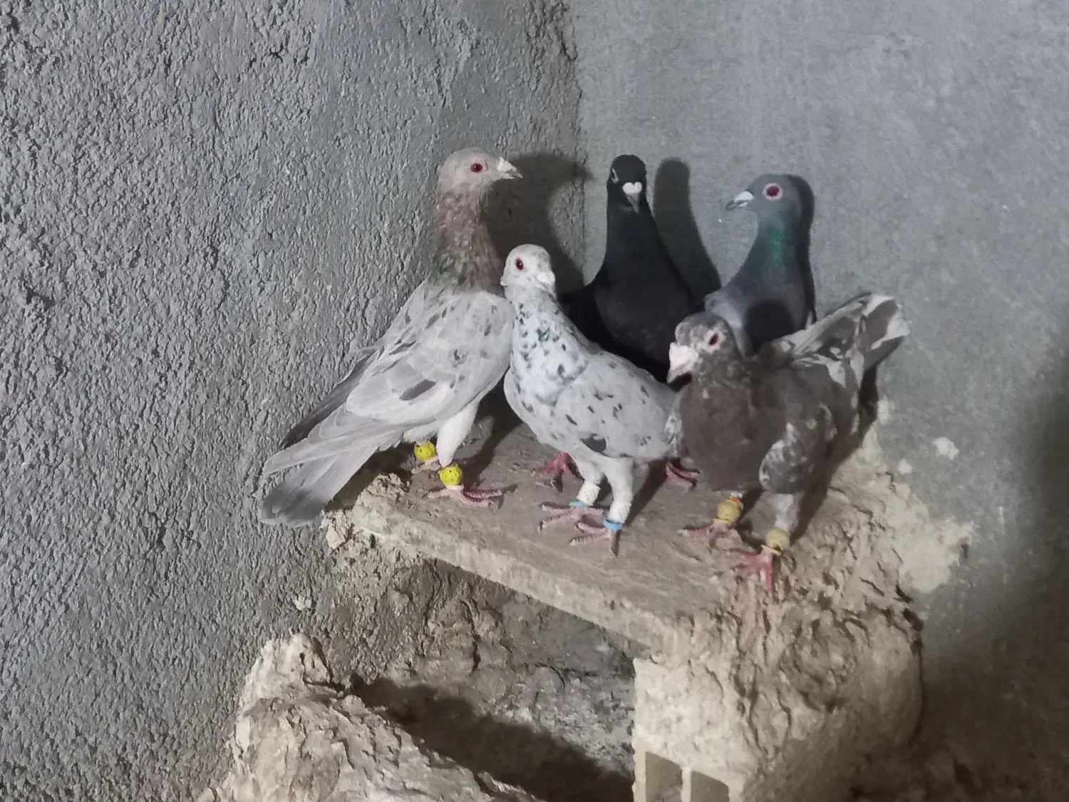 کبوتررنگی وهفترنگ|پرنده|تاکستان, |دیوار