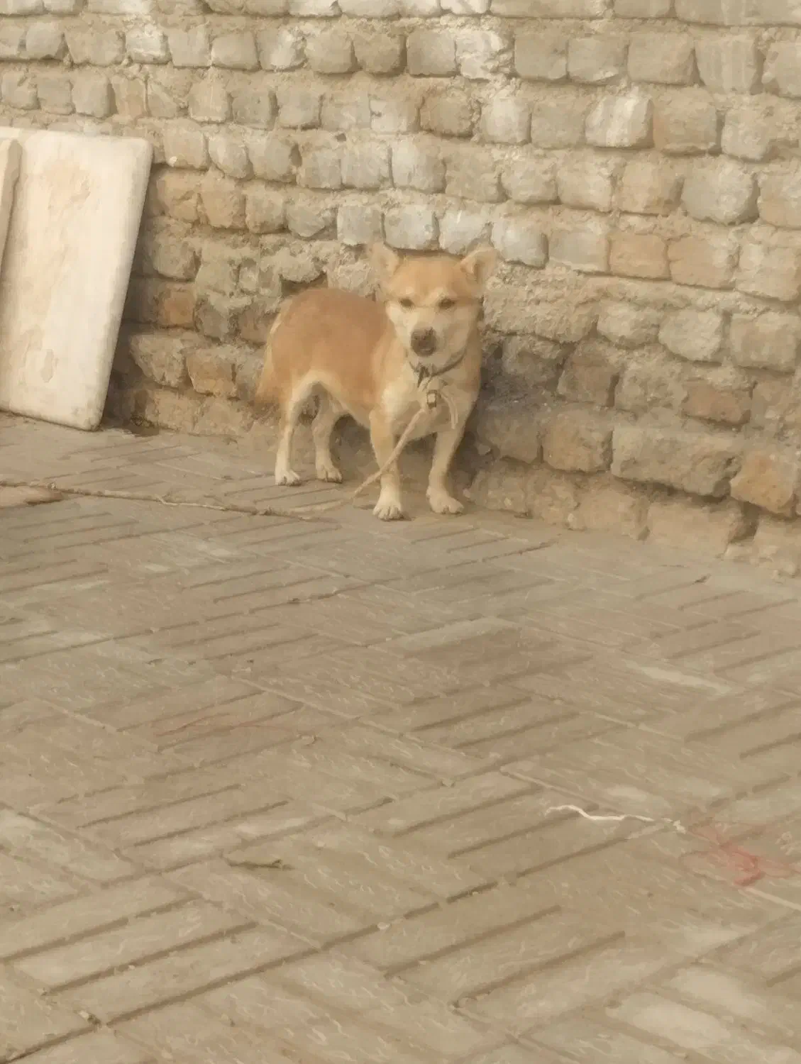 درشت مولد خوب براتوله کشی پاپی هم بازیگوش|سگ|تربت جام, معدآباد|دیوار