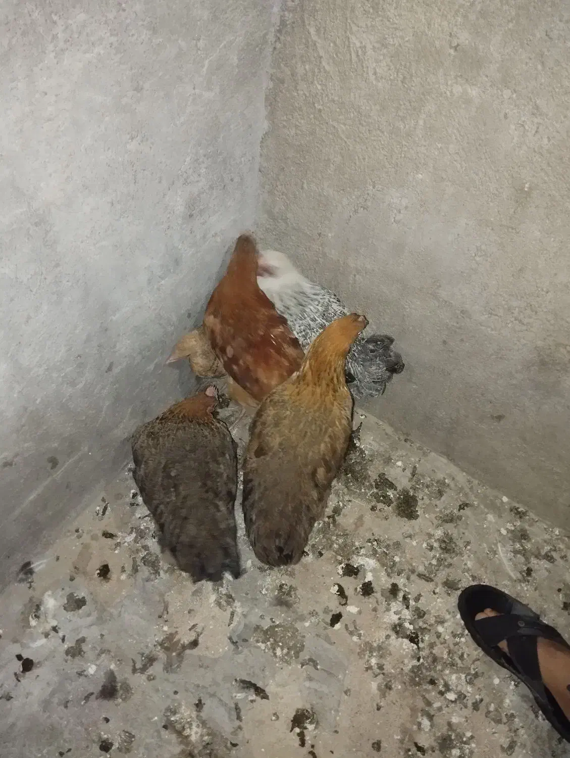 مرغ لری|حیوانات مزرعه|دزفول, |دیوار