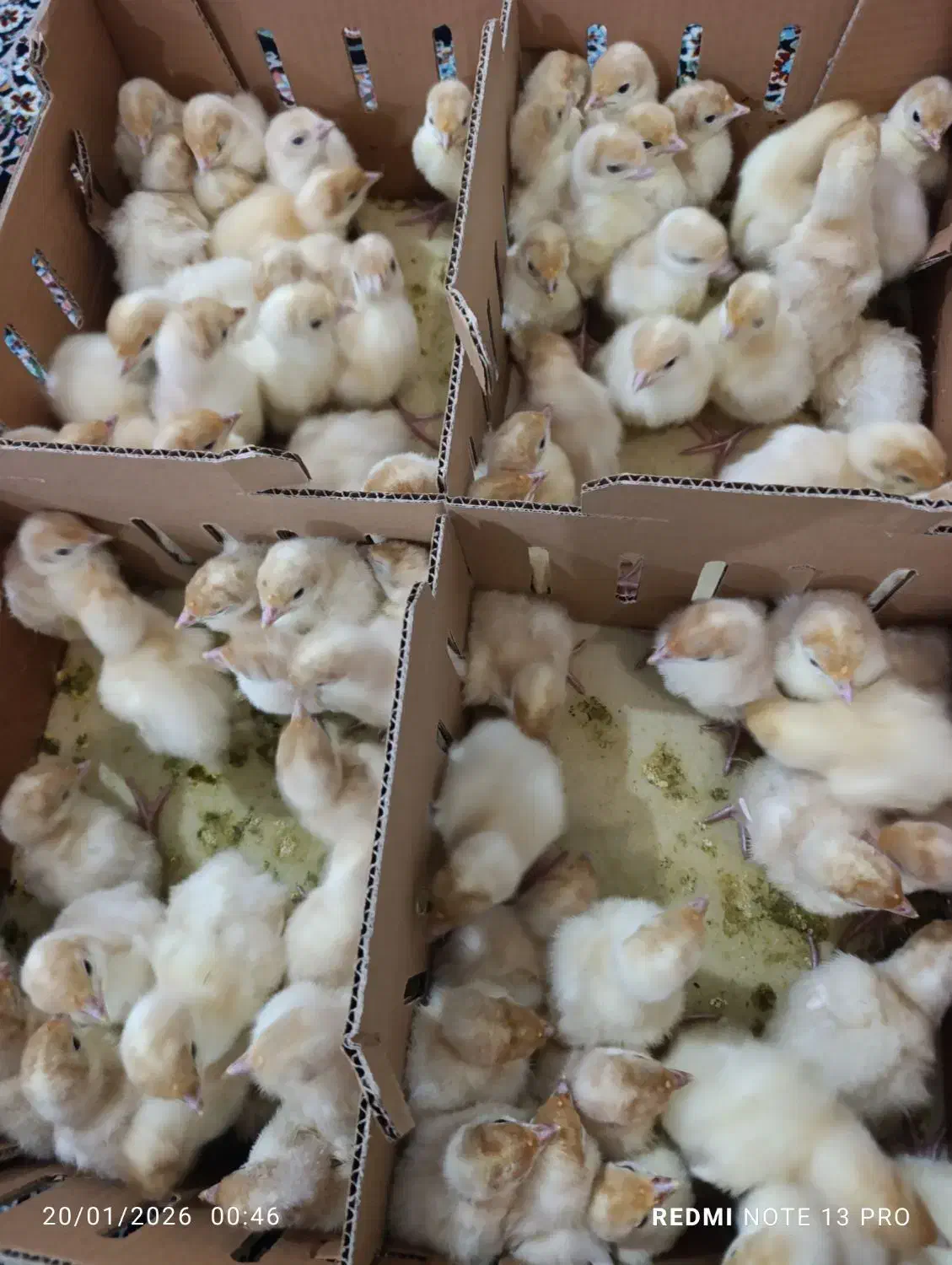 بوقلمون یکروزه|حیوانات مزرعه|کرمانشاه, |دیوار