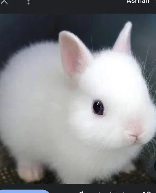 خرگوش|موش و خرگوش|سنندج, |دیوار