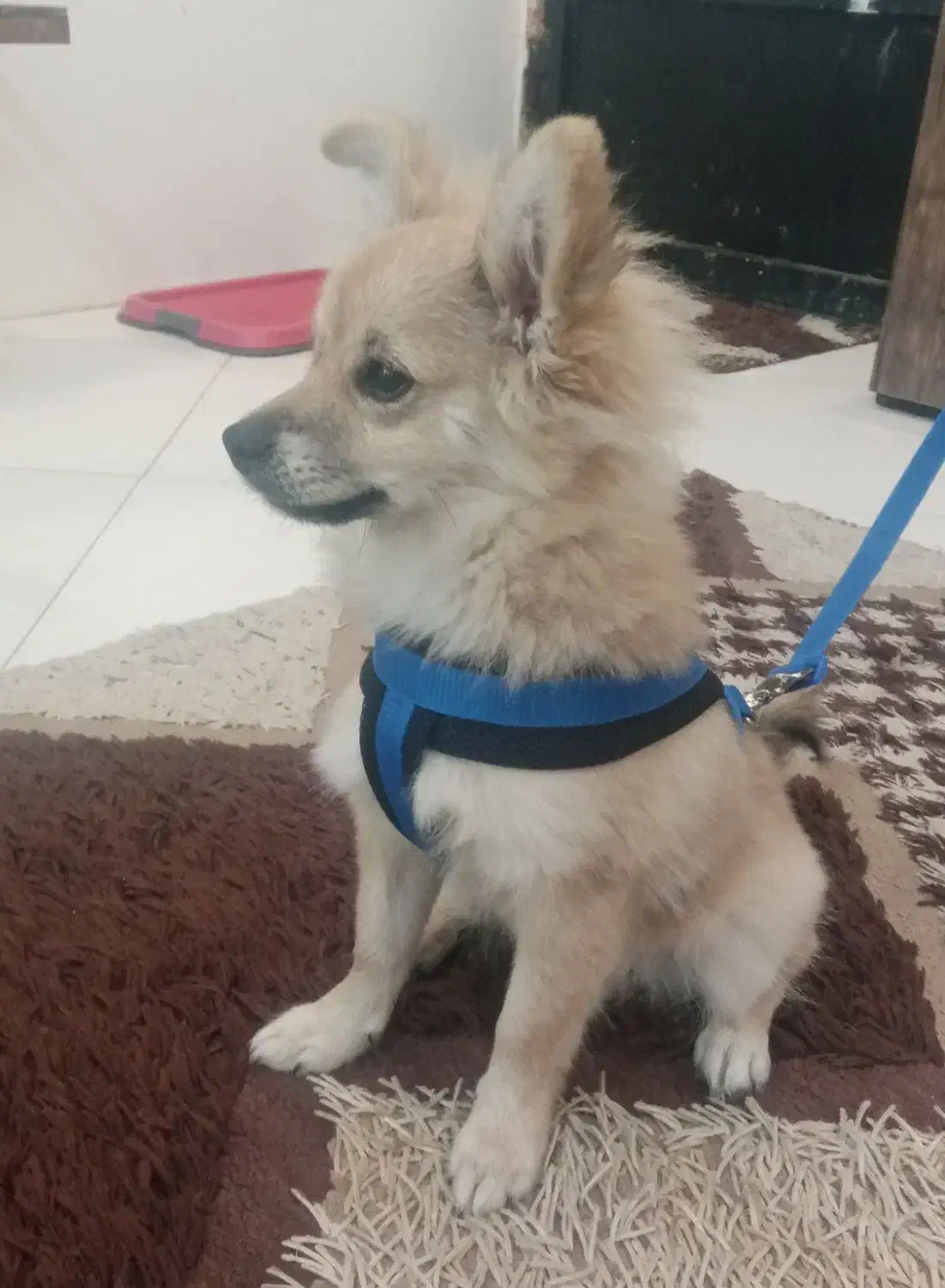 سگ اشپیتز|سگ|یزد, |دیوار