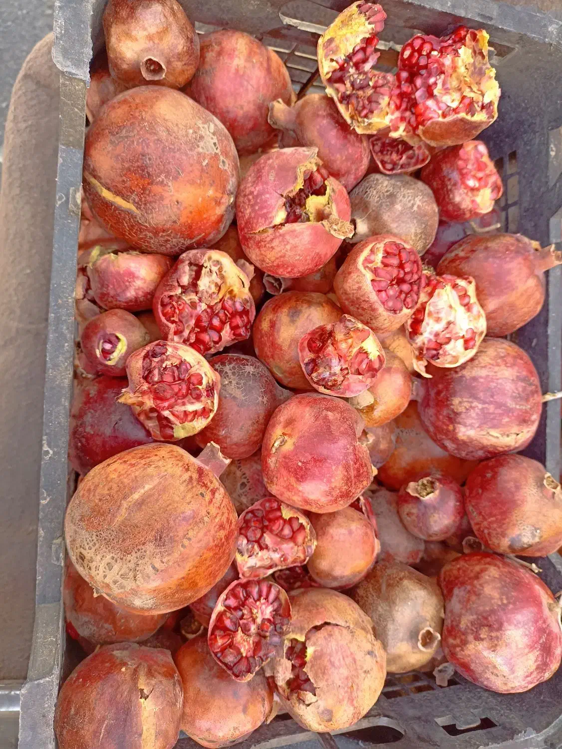 انار ربی دون قرمز|خوردنی و آشامیدنی|سبزوار, عارف|دیوار