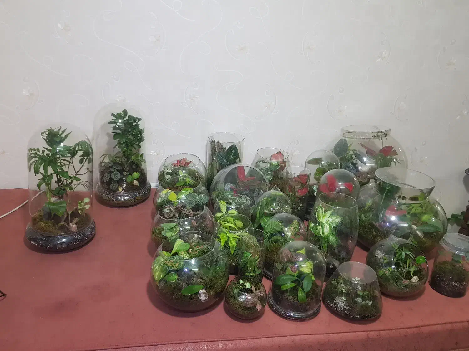 تراریوم بهترین هدیه گلیتا|گل و گیاه طبیعی|مشهد, حسابی جنوبی (شهرک غرب)|دیوار