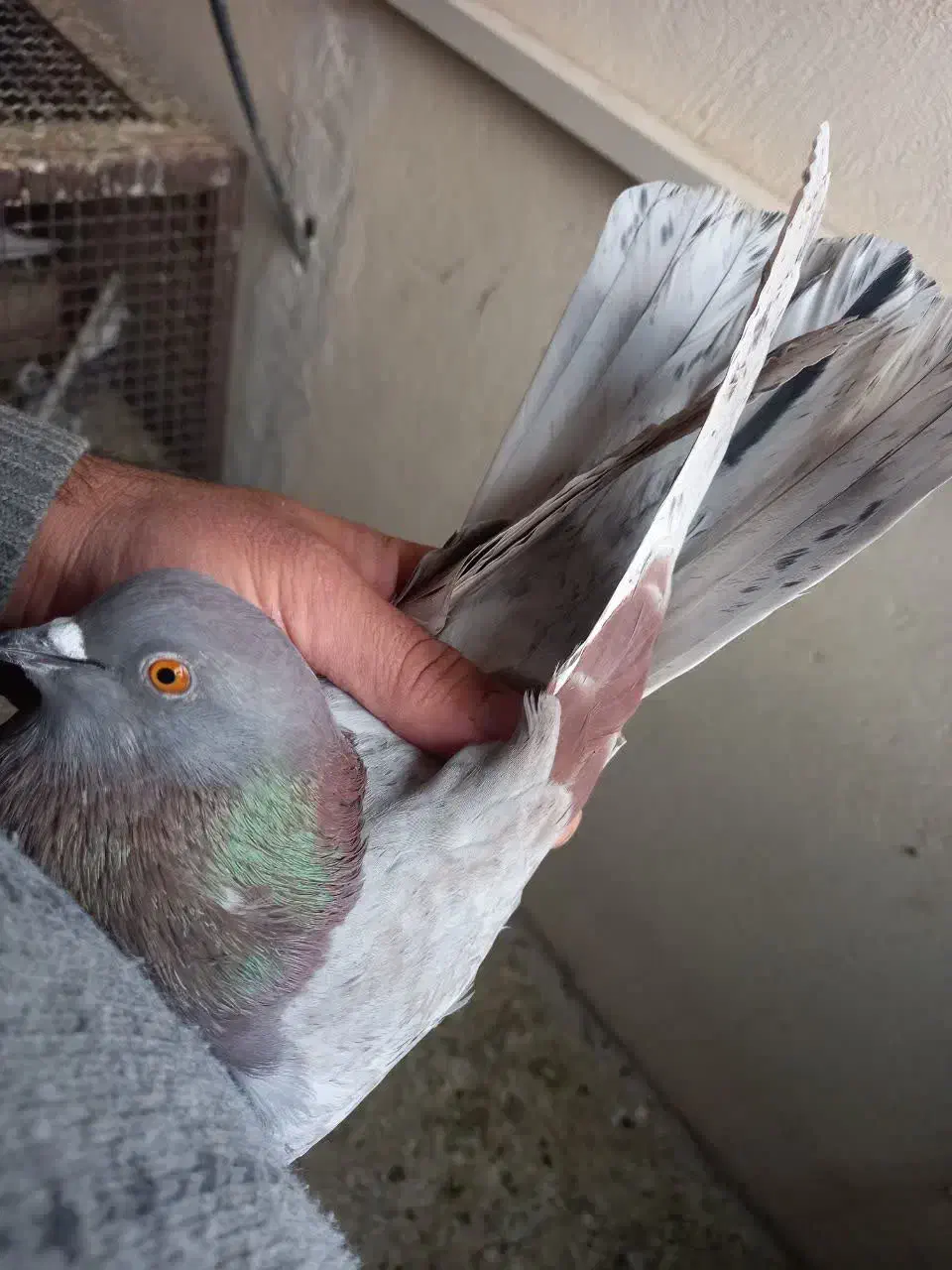 کبوترروبه راه وپرشی|پرنده|کاشان, فین کوچک|دیوار