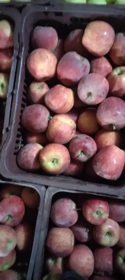 زیر سورت۱۲۰تن|خوردنی و آشامیدنی|اشنویه, |دیوار