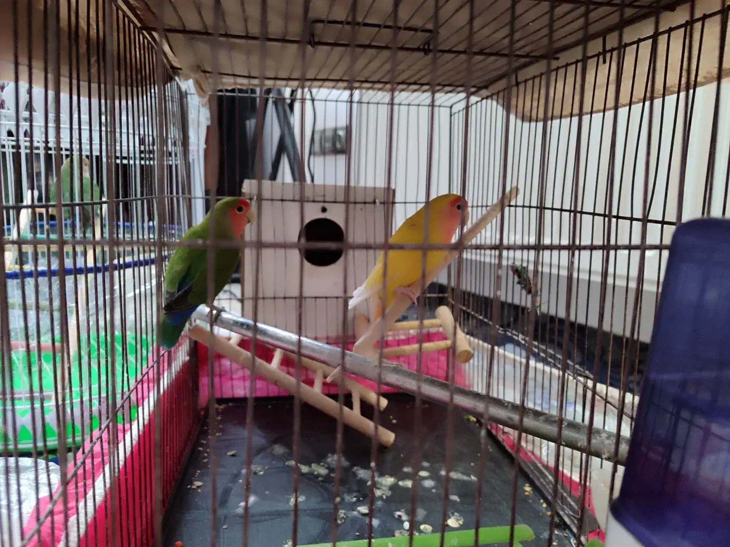 مولد کوتوله برزیلی کار داده|پرنده|بجنورد, |دیوار