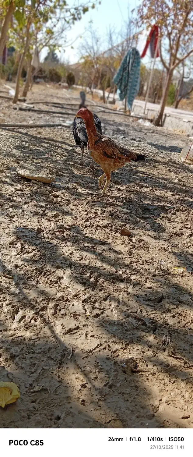 تخم مرغ نطفه دار لاری|حیوانات مزرعه|کرج, پیشاهنگی|دیوار