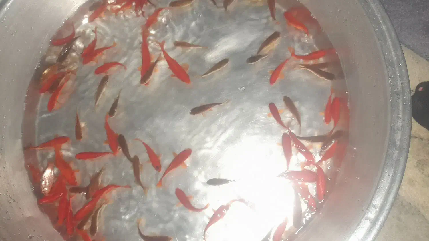 ماهی عمده|ماهی|مشگین شهر, |دیوار