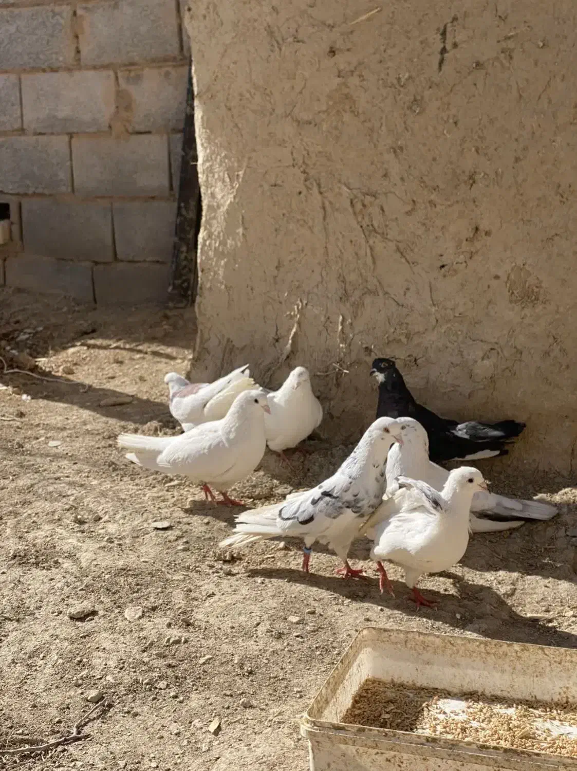 کبوتر|پرنده|ساروق, |دیوار