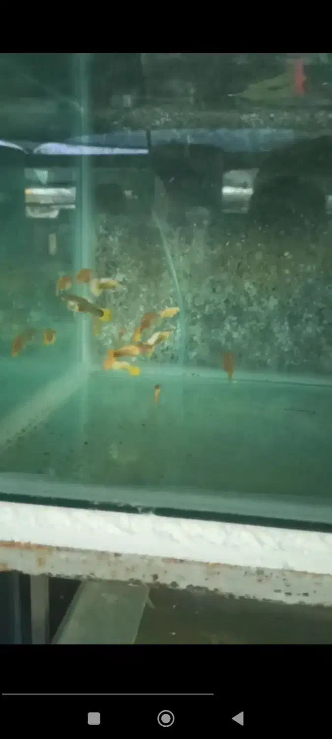 ماهی های درجه 1و 1|ماهی|تربتحیدریه, کلاته توکلی|دیوار