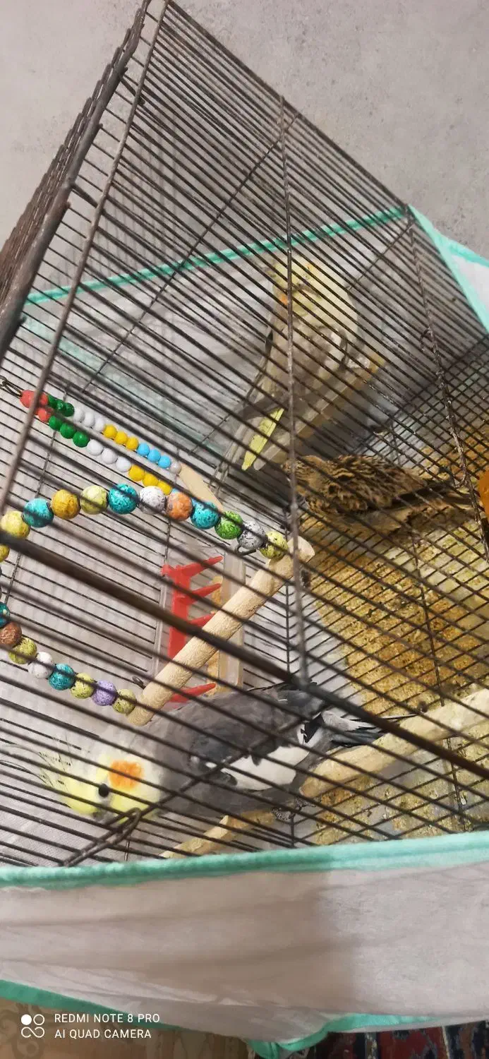 جفت عروس هلندی  و یک عدد سهره خاکی|پرنده|میبد, |دیوار