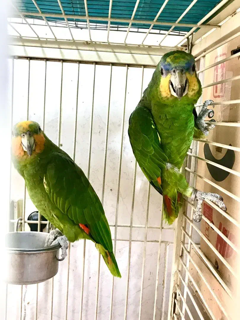 جفت طوطی امازون مولد ( کاسکو سبز )|پرنده|رشت, یخسازی|دیوار