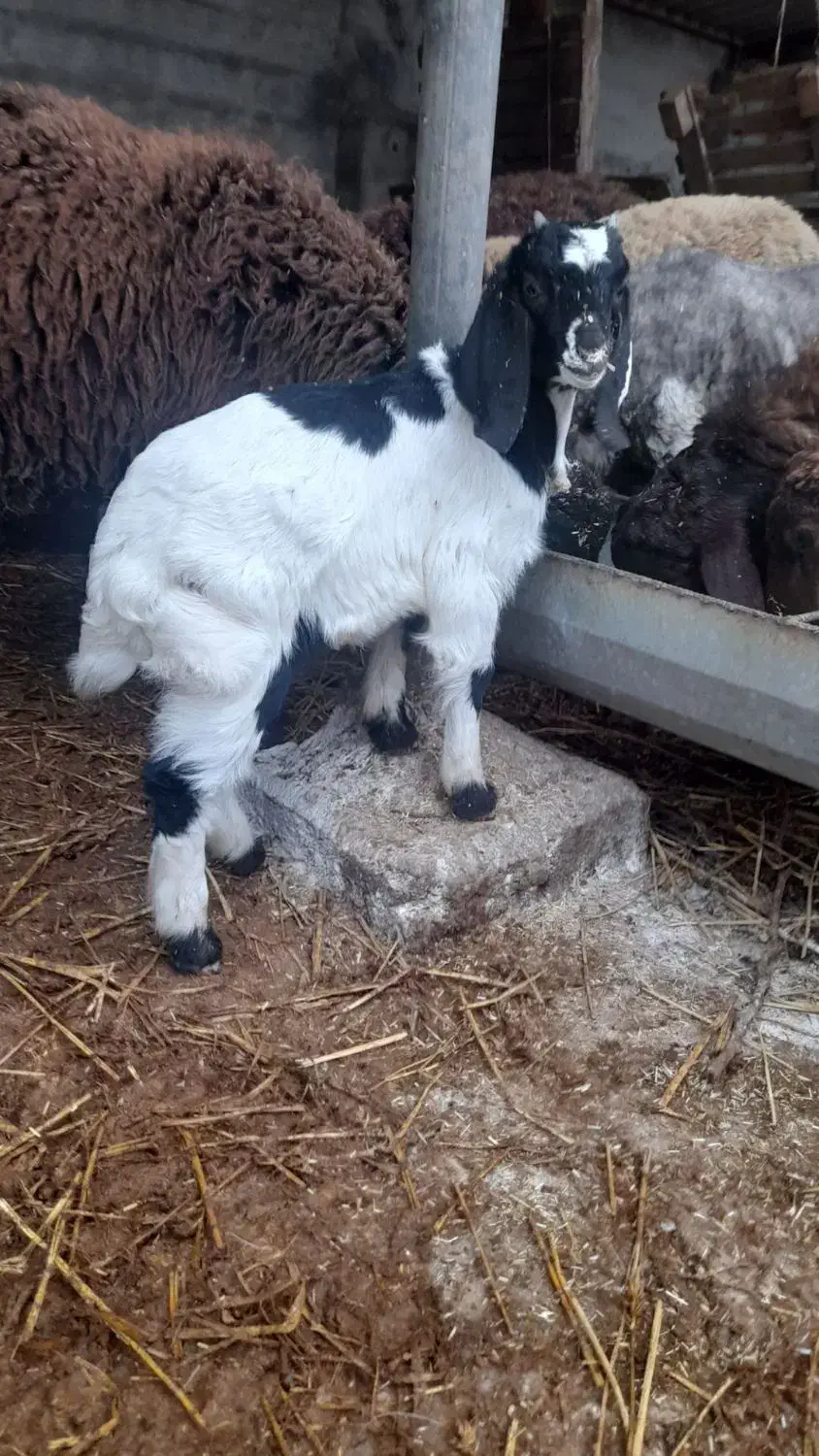 بزدوقلوبزغاله دار دورگ پاکستانی|حیوانات مزرعه|آق قلا, |دیوار