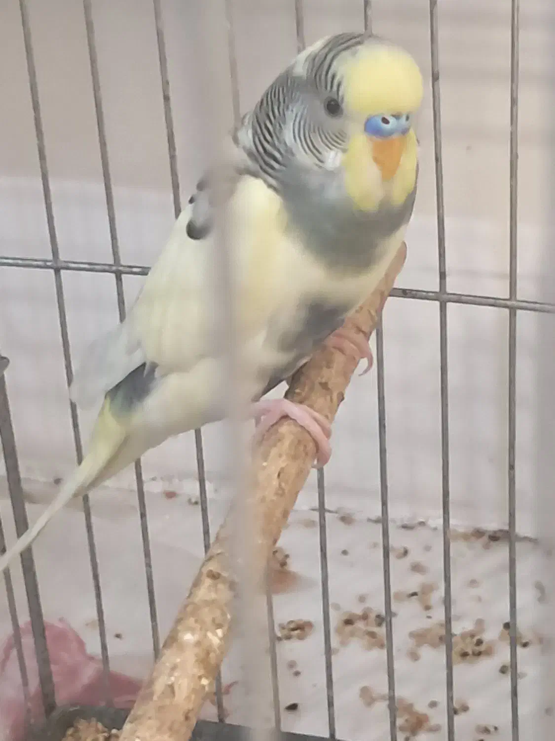 مرغ عشق|پرنده|شیراز, عادل آباد|دیوار