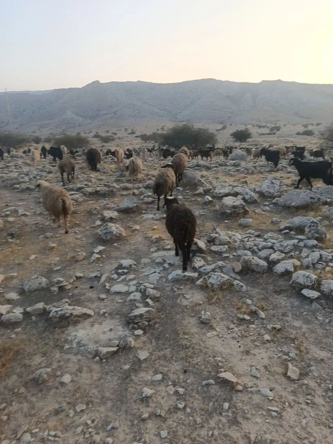 12راس میش خوب ترکی  برای داشت|حیوانات مزرعه|اقلید, |دیوار