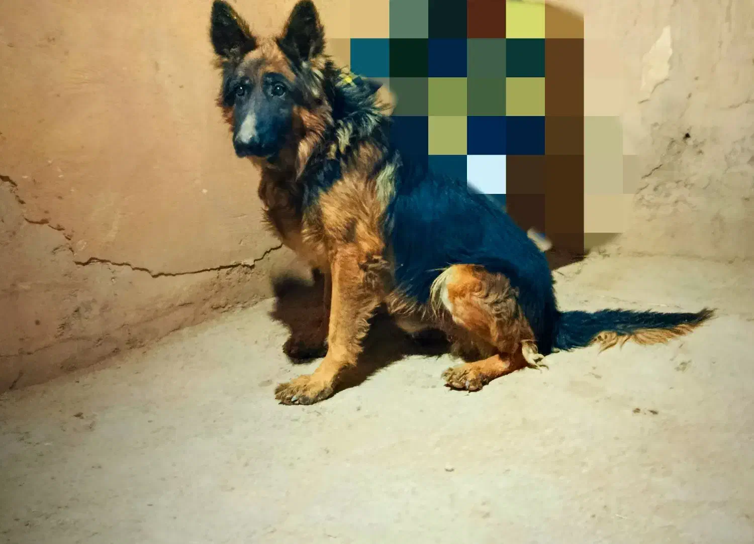 فروش سگ ژرمن|سگ|شاهرود, |دیوار