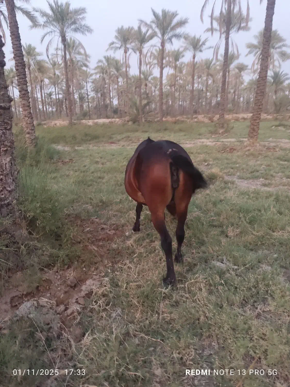 اسب مادیون|اسب و تجهیزات اسبسواری|برازجان, |دیوار