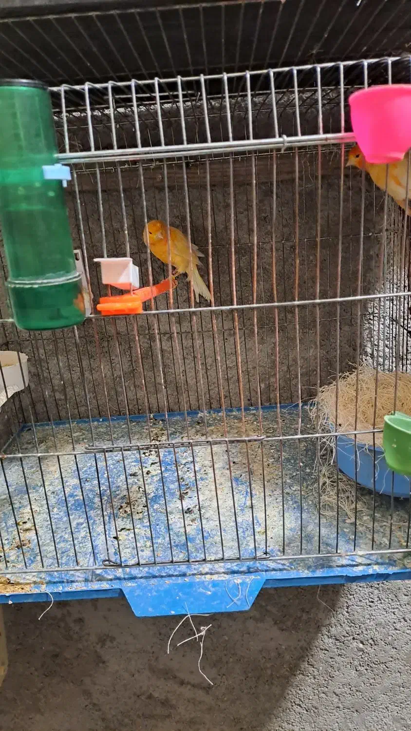 جفت قناری رد فاکتور|پرنده|شیراز, رازی|دیوار