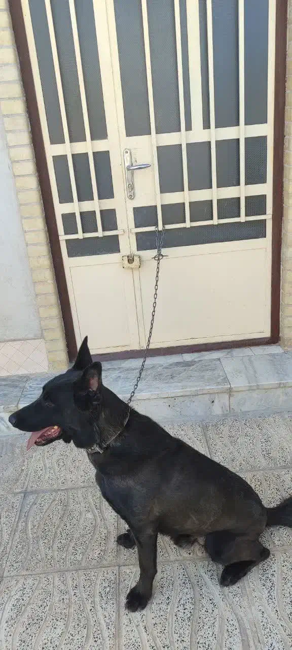 سگ نرمالینویر فان سیبل|سگ|بم, |دیوار