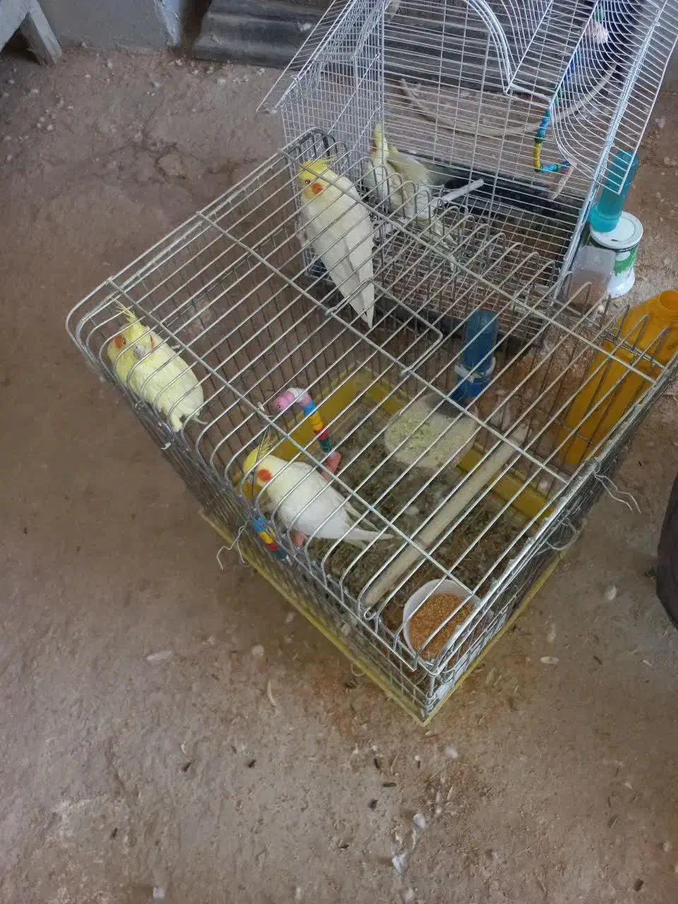 عروس هلندی بالغ لوتینو|پرنده|جوین, |دیوار