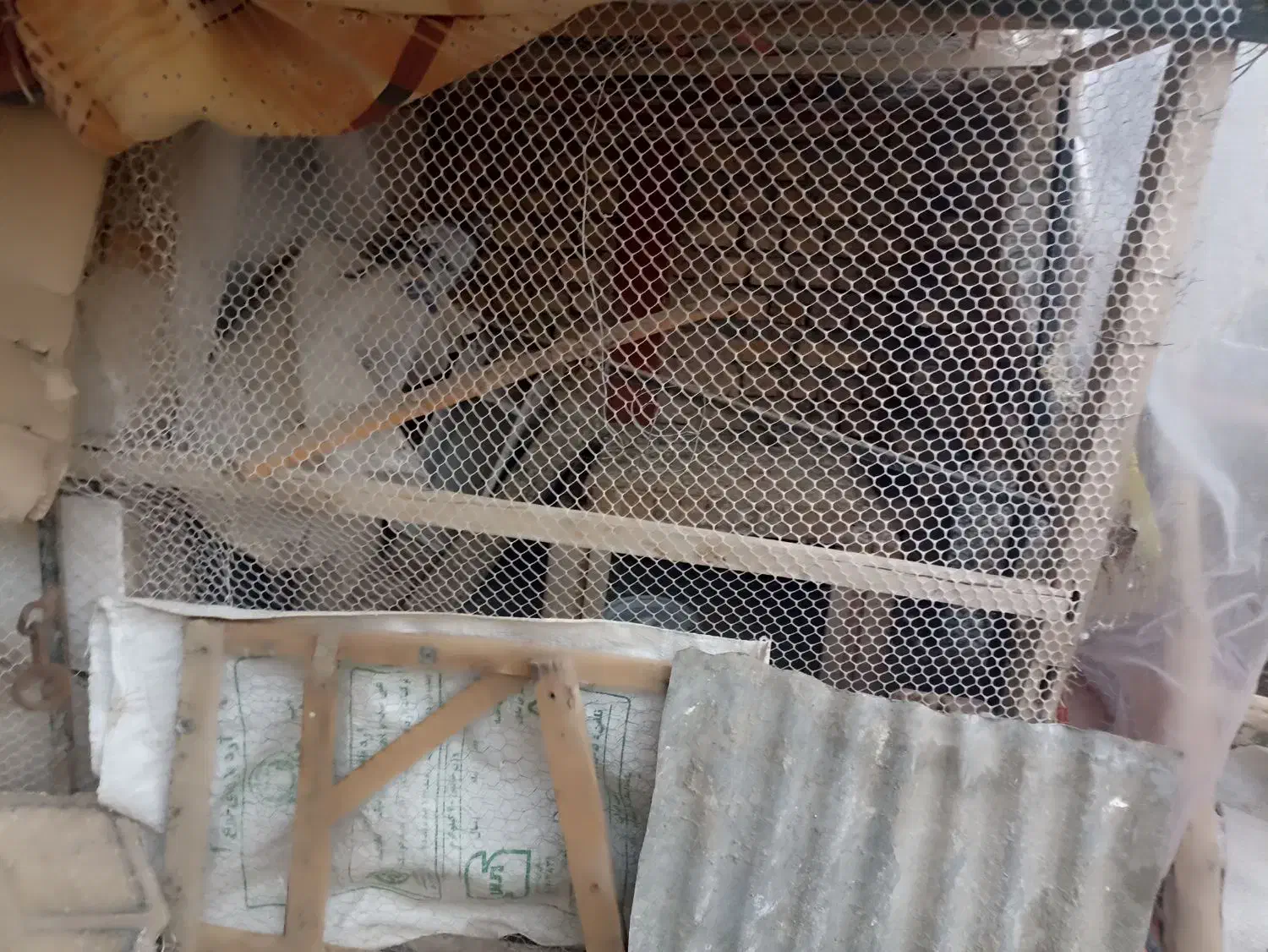 کفتر پولکی ماده گم شده|حیوانات|مشهد, شهرآباد|دیوار