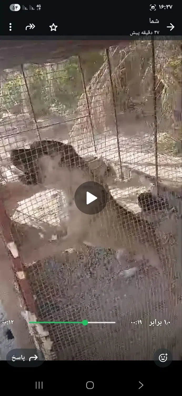 سگ سراب نر|سگ|بندر دیر, |دیوار