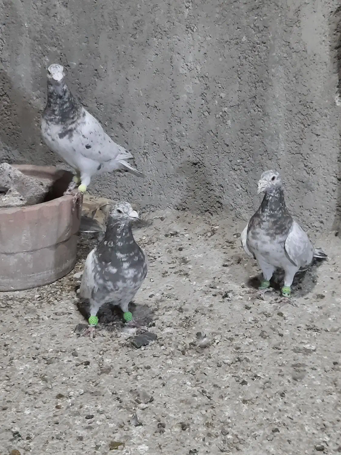 سرور خوشگل|پرنده|ارژن, |دیوار