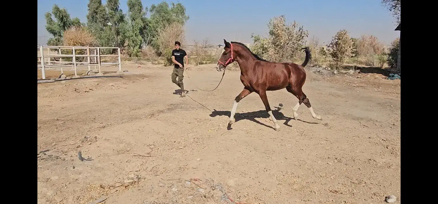 کره نریان خالص ایرانی|اسب و تجهیزات اسب‌سواری|شوشتر, |دیوار