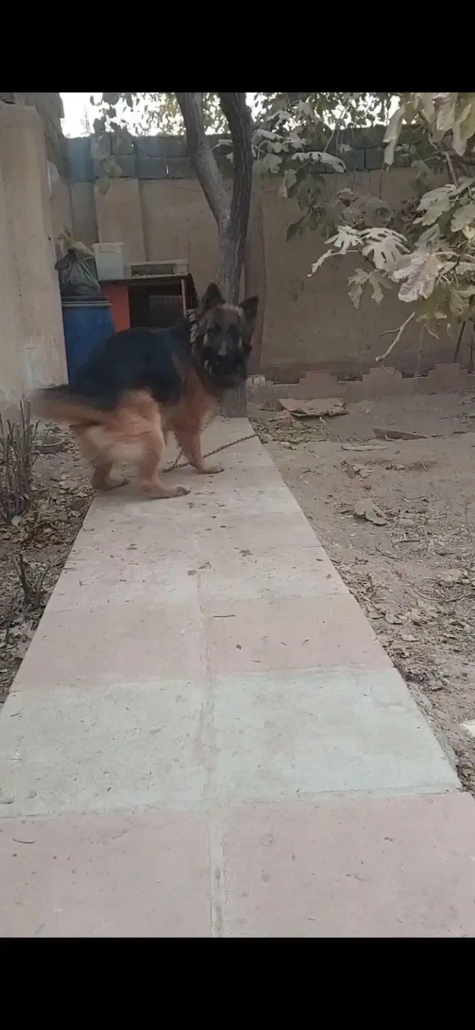 ژرمن موبلند نگهبان|سگ|ماهدشت, |دیوار